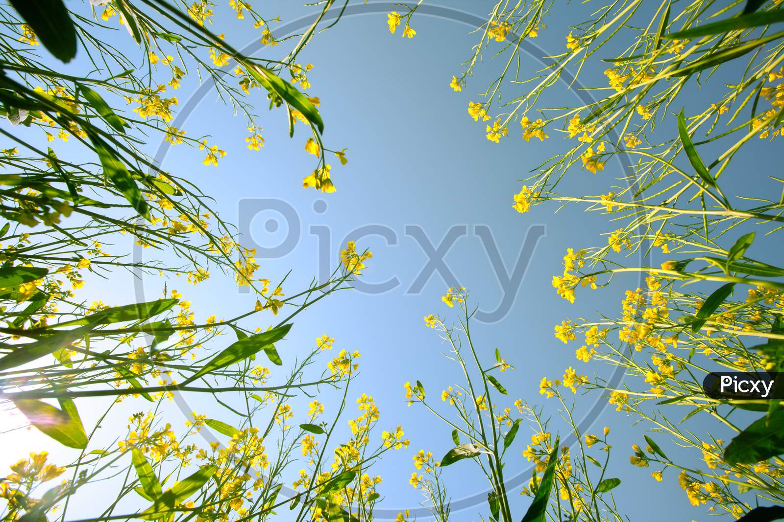Mustard Flower Closeup Against Blue Sky