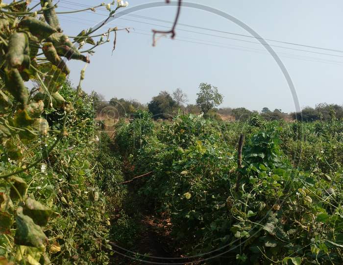 Common Bean Indian Farm From Village In India