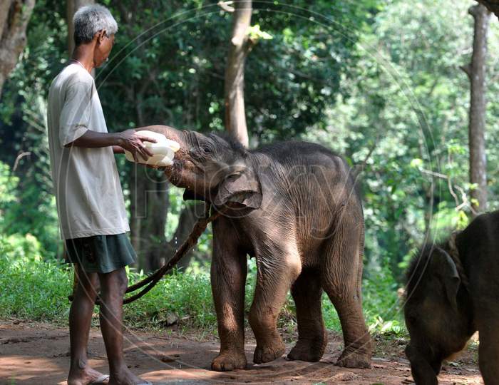 An animal keeper feeds 6-month old elephant calves rescued from Amchang Wildlife Sanctuary, at the Assam State Zoo in Guwahati, India ,Thrusday, Oct. 1, 2020.