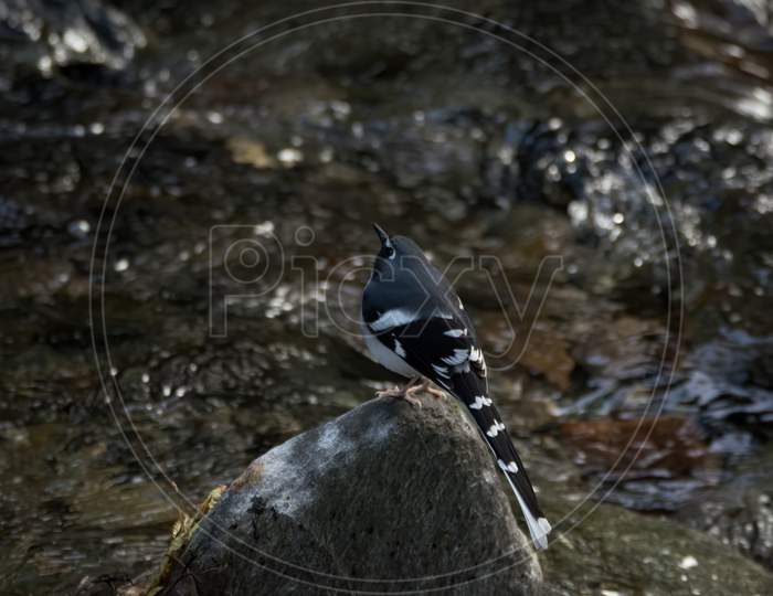 Slaty-Backed Forktail On A Rock At Waters Edge