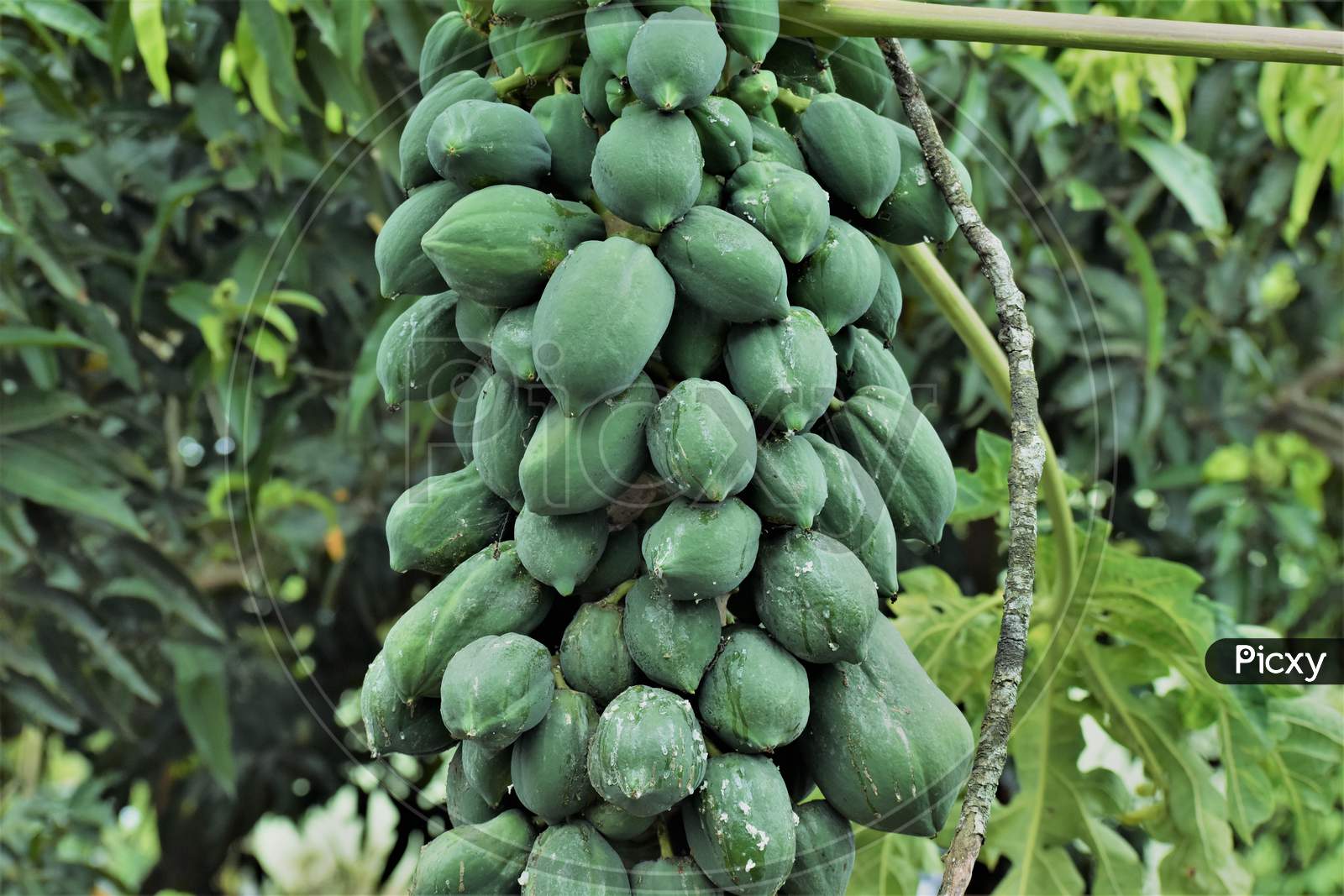 Fruit of all angels- Papaya