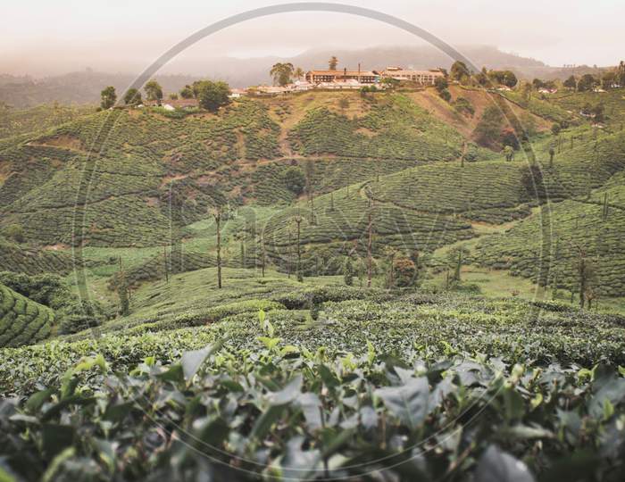 tea estate attapadi hills station Kerala