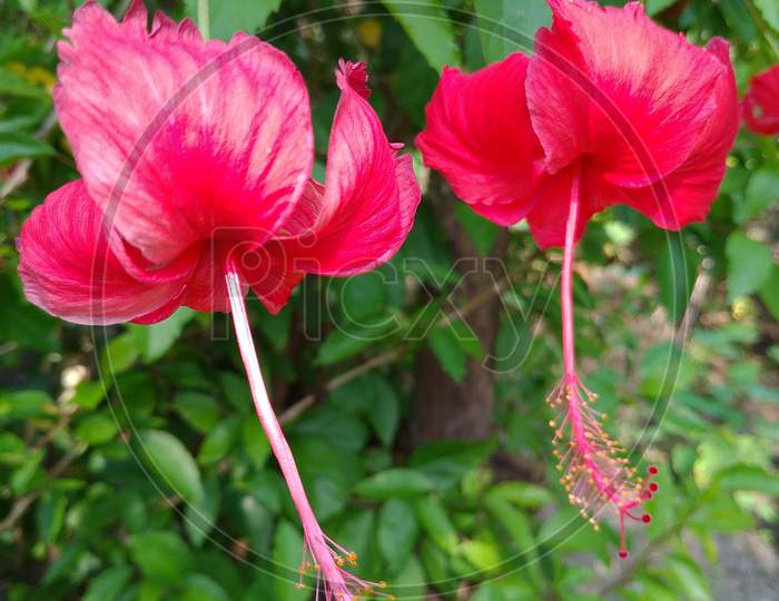 A couple Red hibiscus flower.