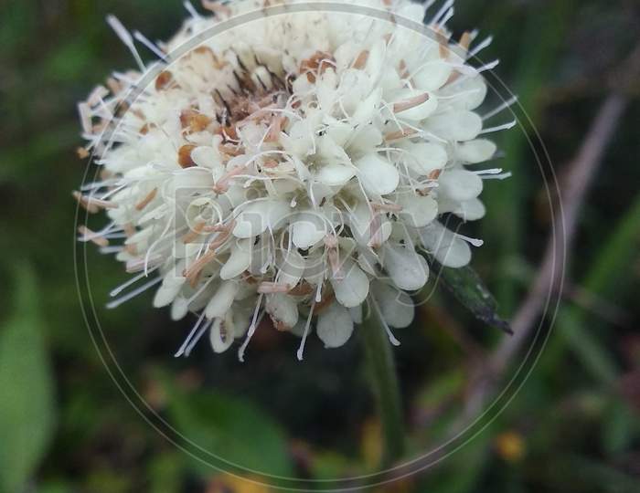 A white flower in garden
