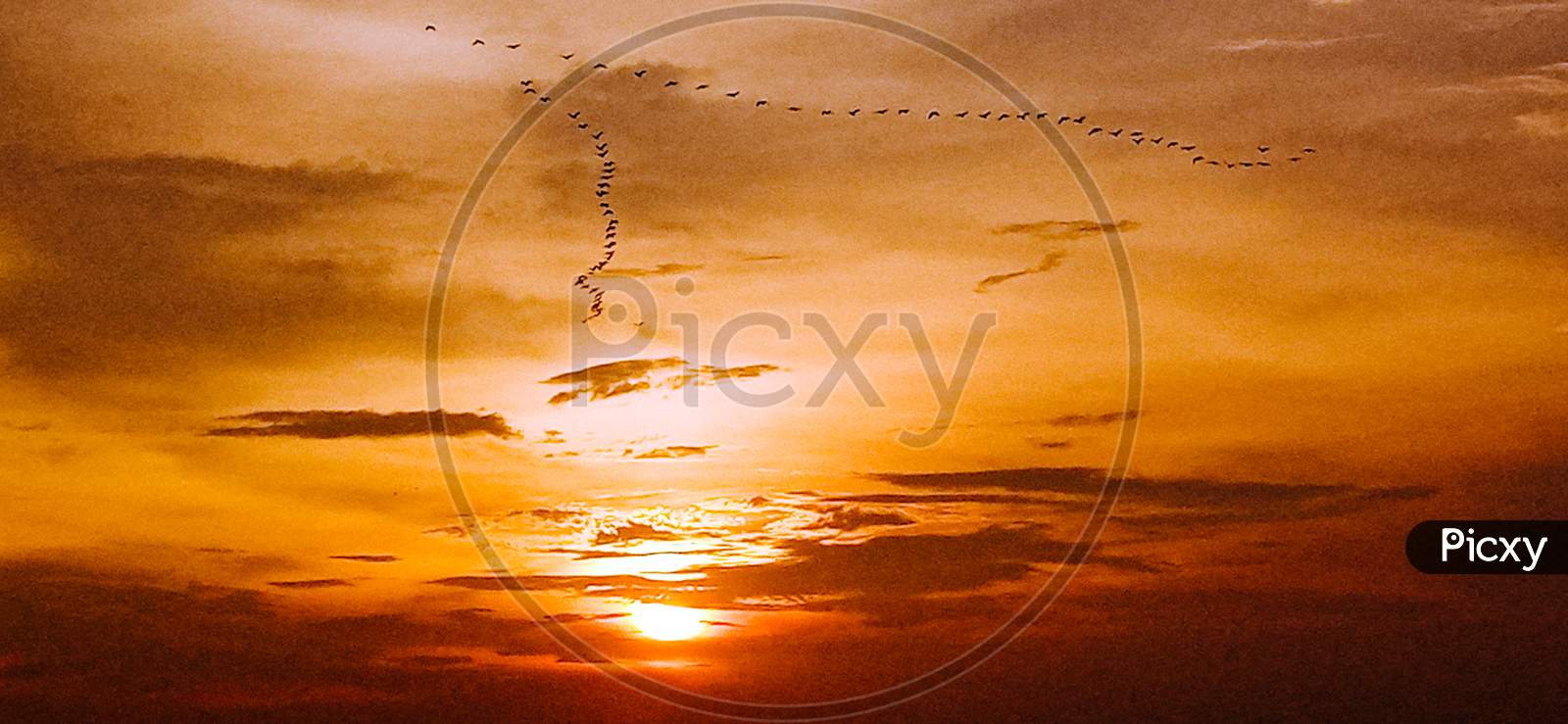 The beautiful sunset with flying birds.