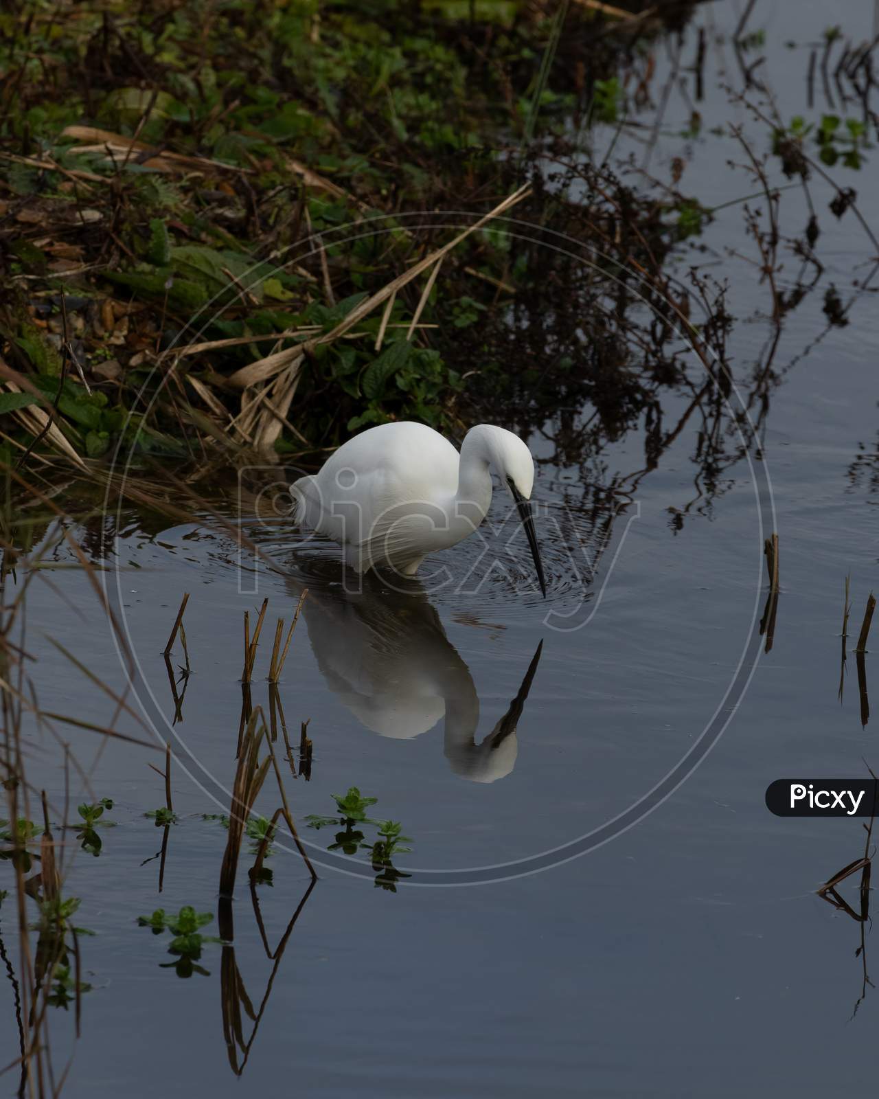 Beautiful Reflection Of White Little Egret, Egretta Garzetta, Hunting At Lake Edge
