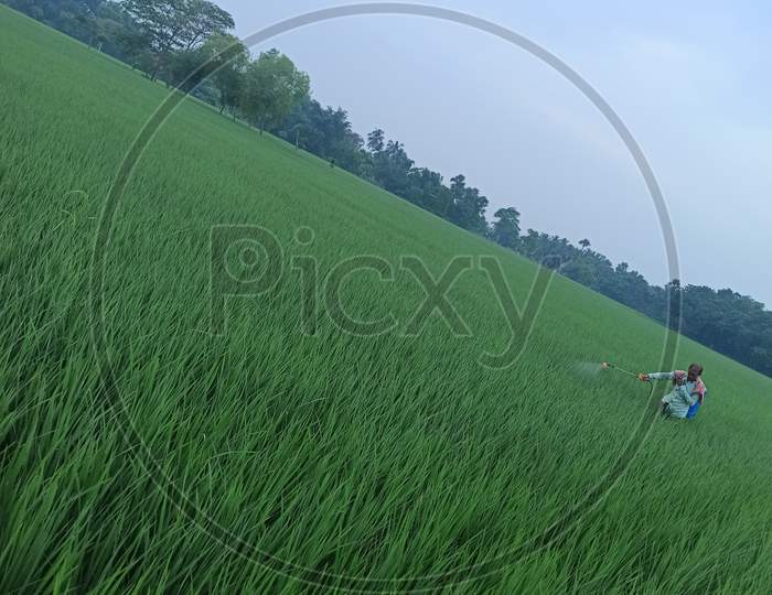 Indian rice field