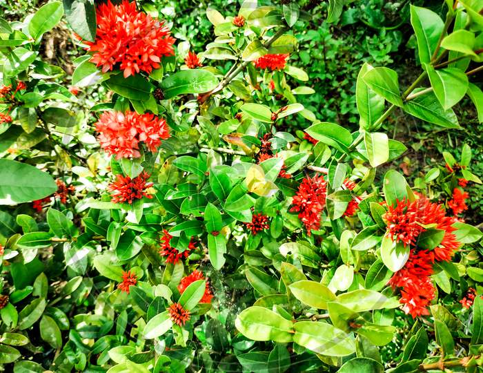Chaina Ixora Coccinea Or Rongon Flower