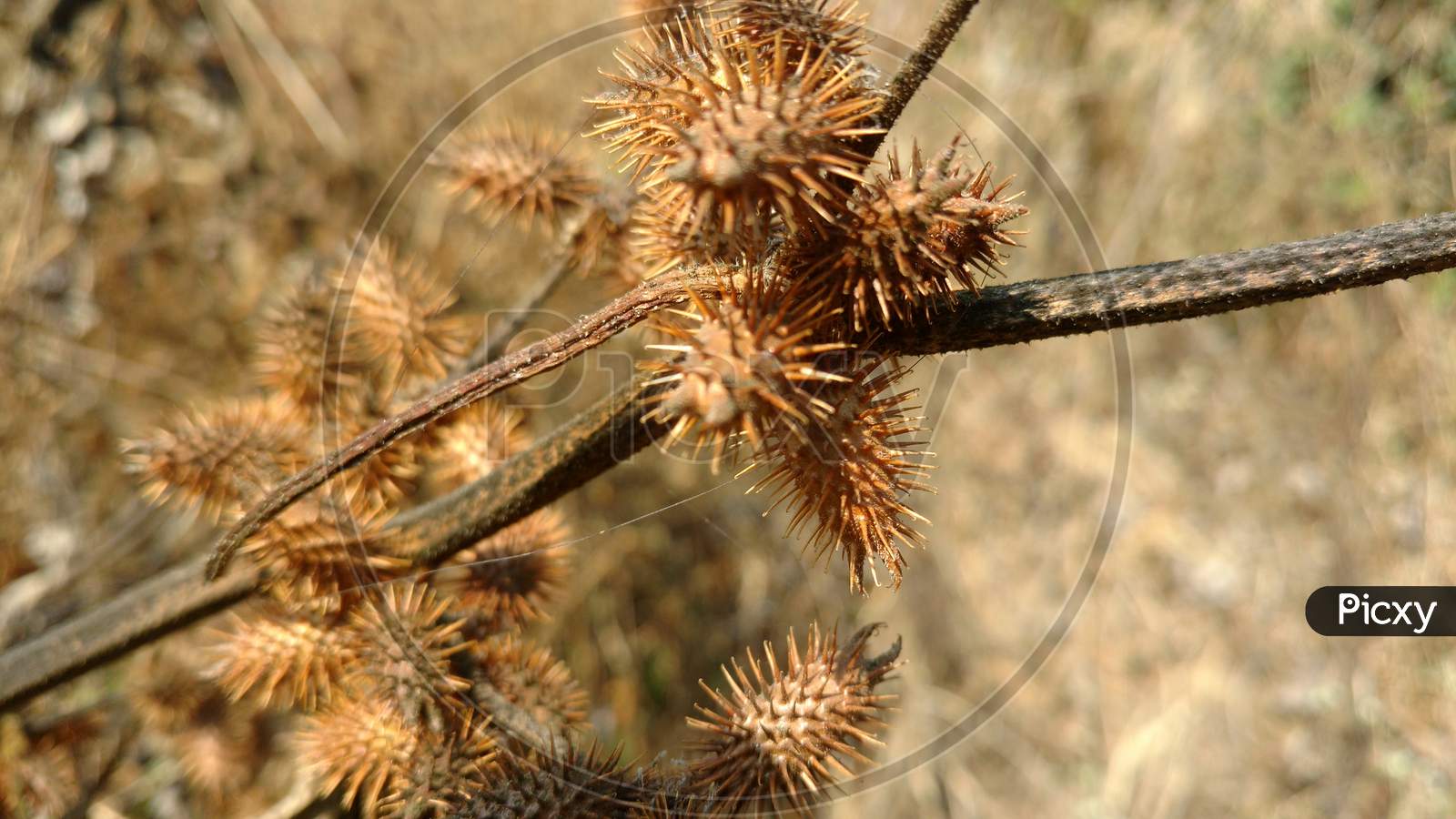 Dry Thistle Closeup In The Indian Field Of Common Beans