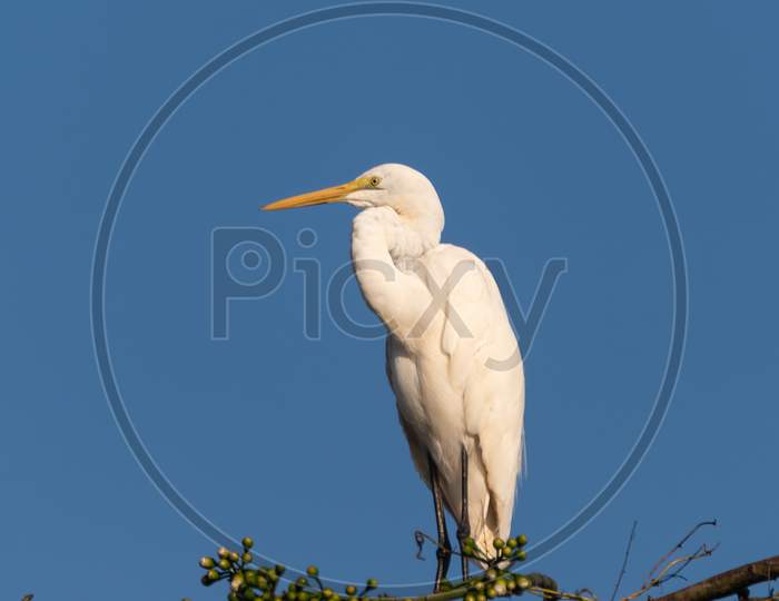 Great Egret Perched Atop A Tree