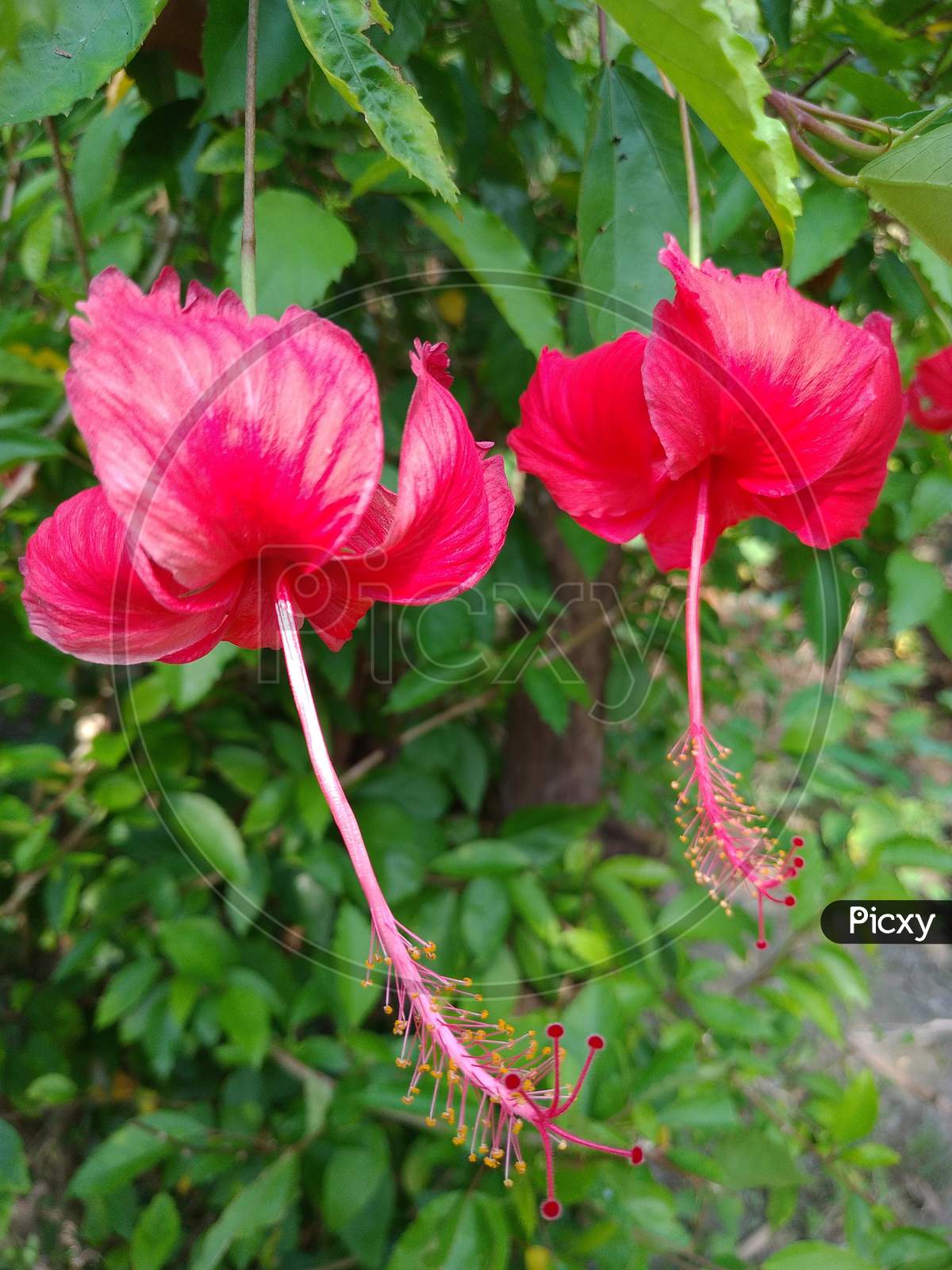 A couple Red hibiscus flower.