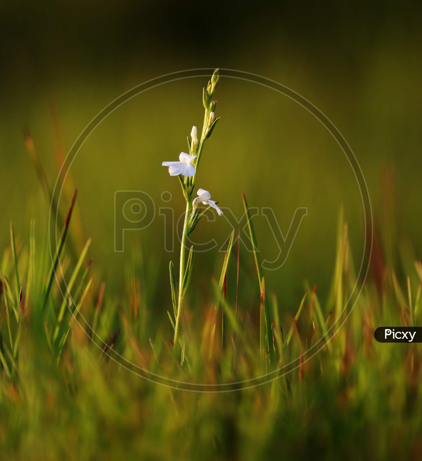White Flower And Green Grass Land