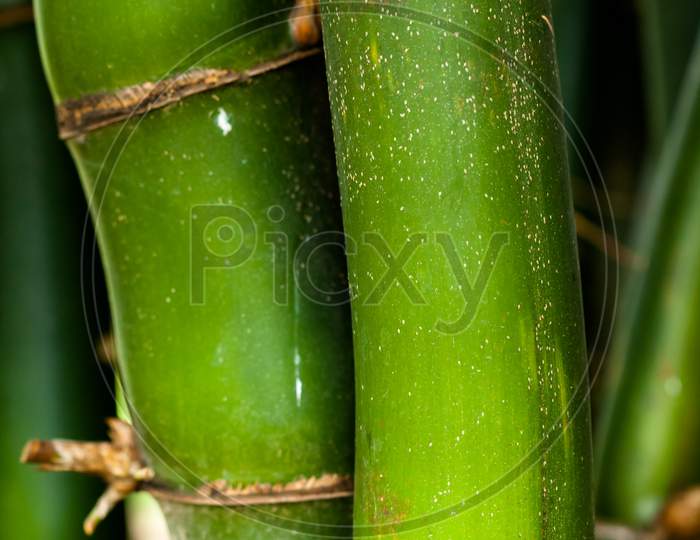 Closeup Of Green Bamboo Trunk