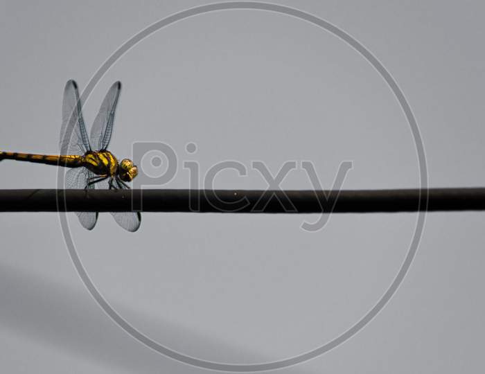 Dragon fly sitting on the wire in a grayish background.