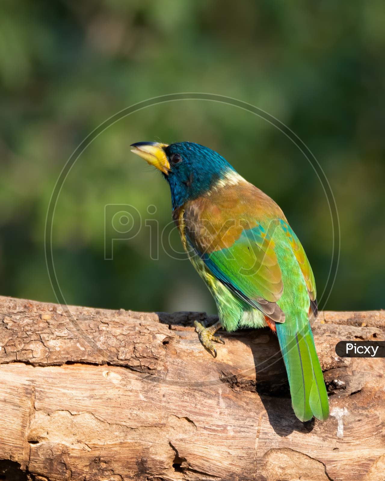 Great Barbet Perched On A Tree Log