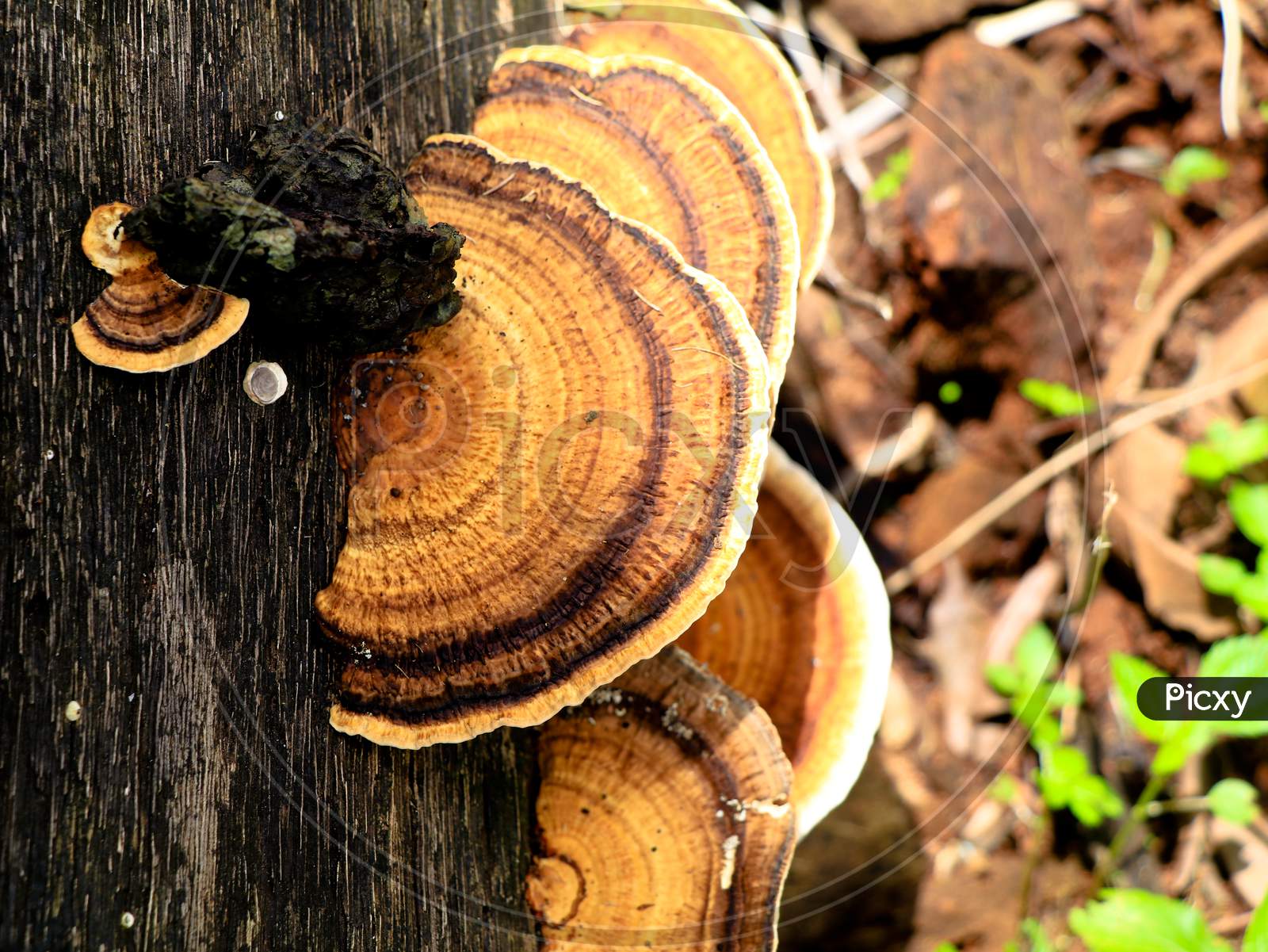 Multi Colored Mushroom Or Conk On A Decaying Coconut Trunk, Selective Focus