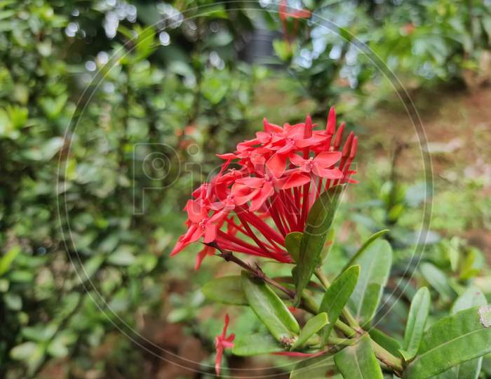 Red Ixora coccinea in India
