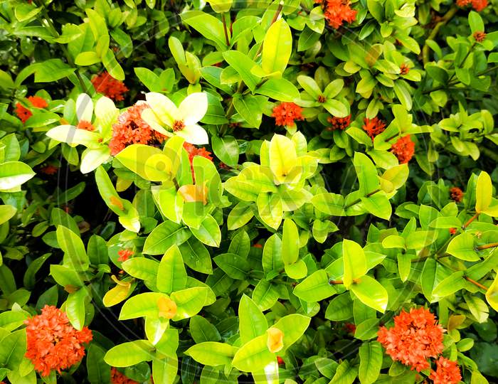 Ixora Coccinea Or Rongon Flower Of Bangladesh