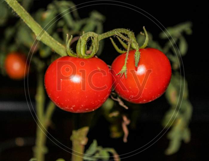 Tomato couples
