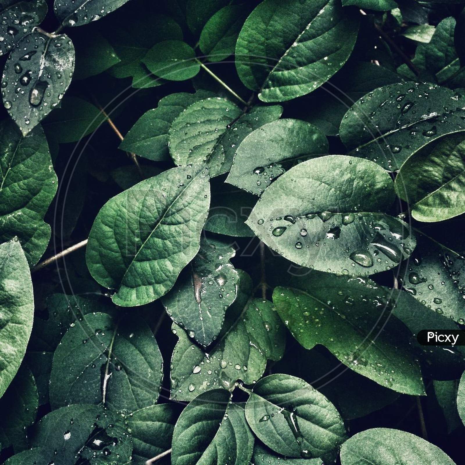 Background  [ Green Leaf Background ]