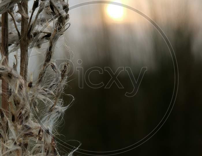 Macro shot with sun in the background