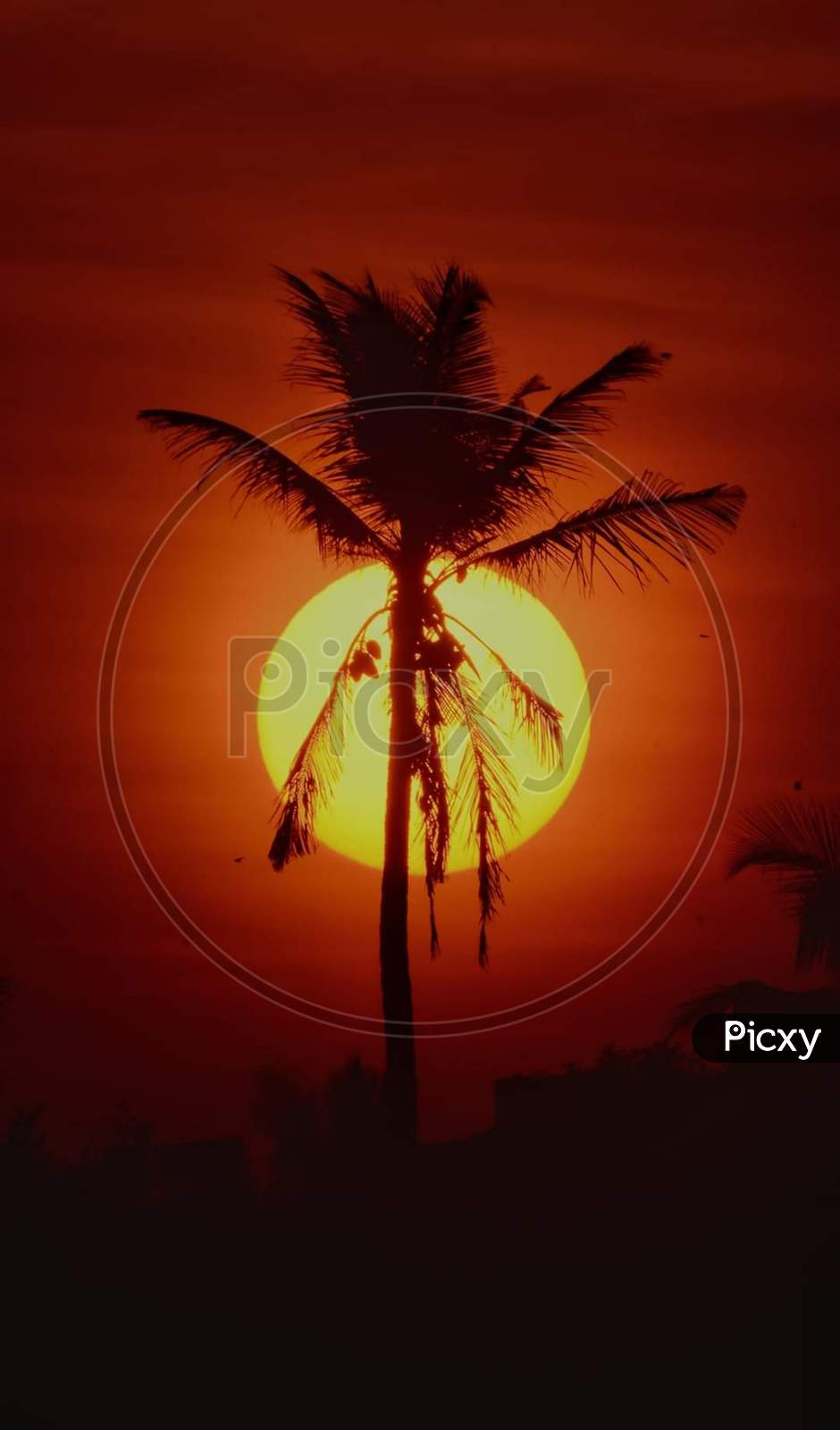 A beautiful sunset and a coconut tree