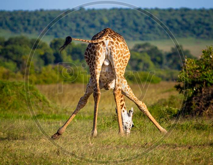 Giraffe From Backside While Drinking Water