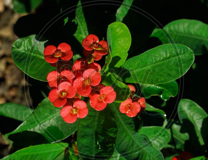 Beautiful Red Color Euphorbia Mili Plant(Christ Plant)