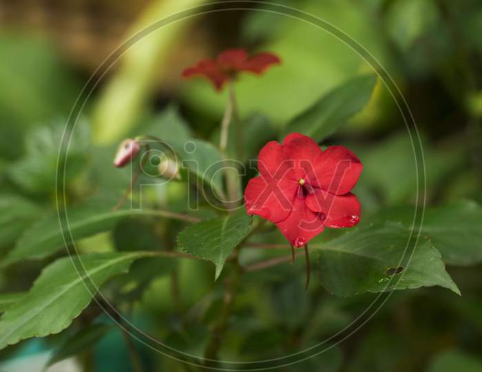 Image Of Red Color Impatiens Walleriana Flower.It Is Also Known As Busy Lizzie.