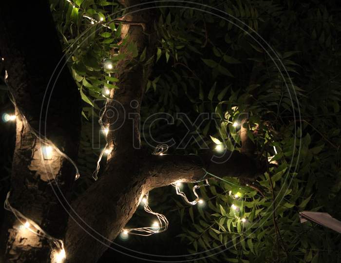 Climbing the tree of light.🏮