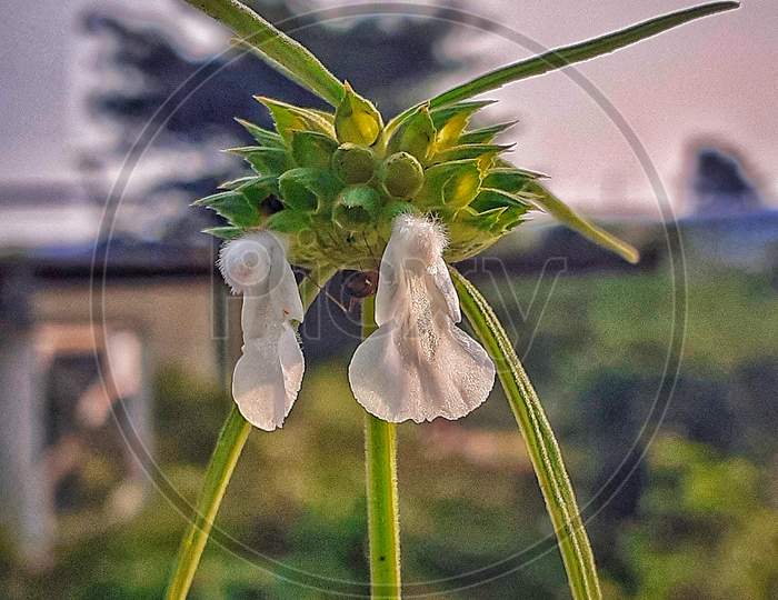 Leucas Flower