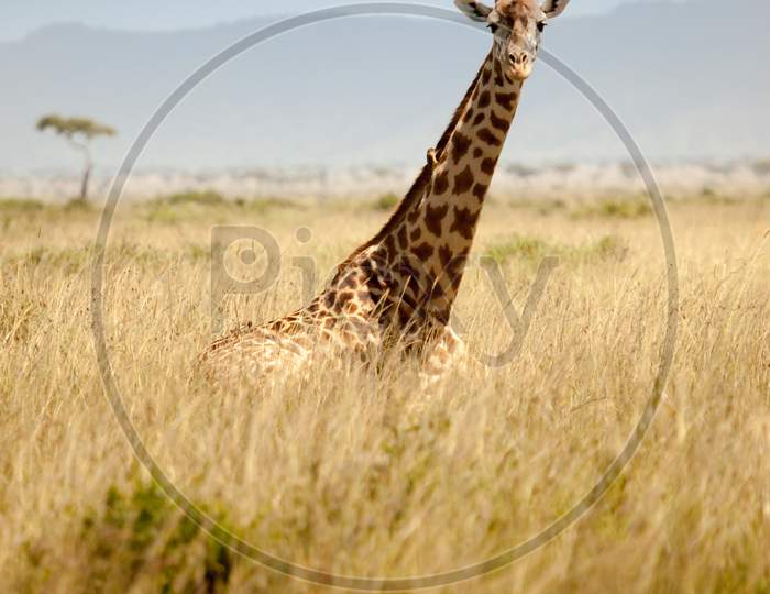 Giraffe Looking At Camera
