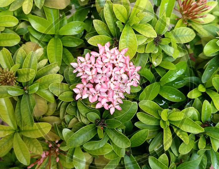 Ixora Coccinea Flower