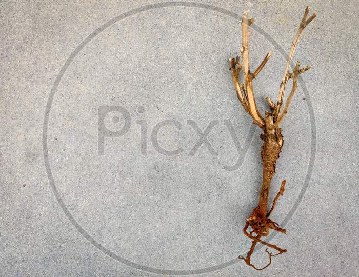 Copy Space Of Stem With Roots Of A Small Plant. Isolated On Grey Background.Save Trees Concept
