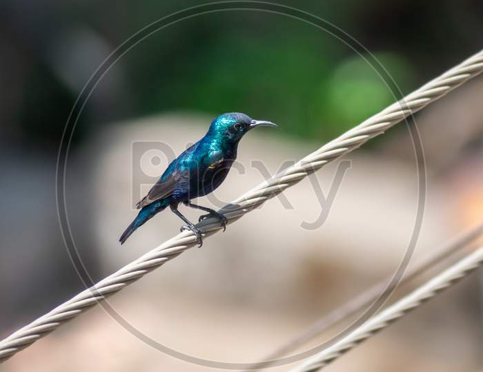 Purple Sunbird On Wire