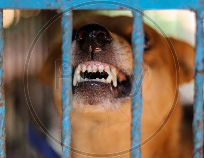 Angry Caged Dog. Aggressive Dog In The Cage. Selective Focus