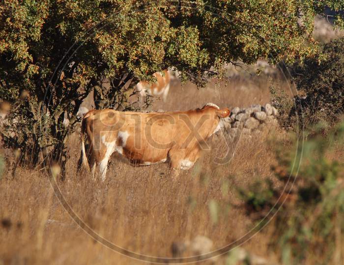 A large white-brown cow in the middle of the road
