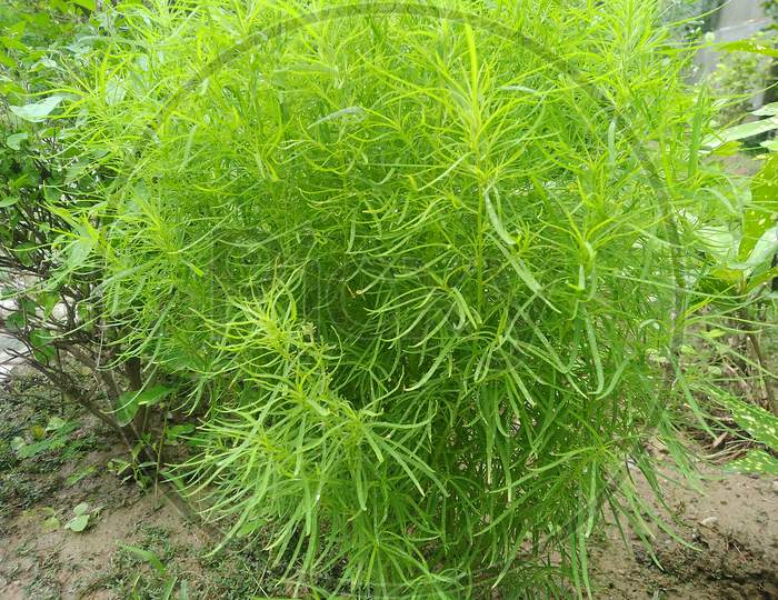 Beautiful Kochia Plant