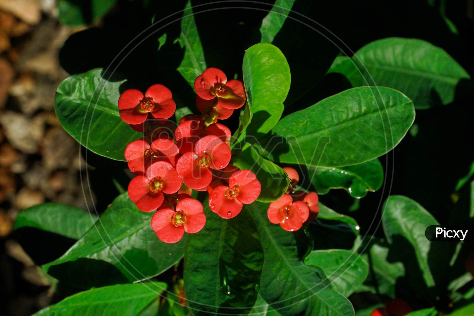 Beautiful Red Color Euphorbia Mili Plant(Christ Plant)