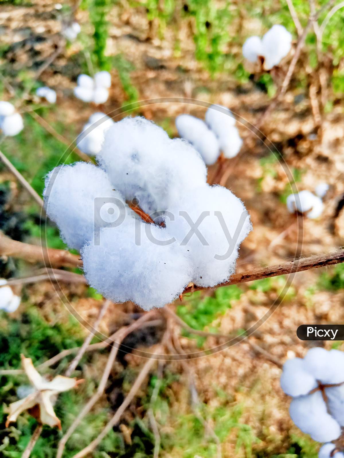 Cotton flower (plant)
