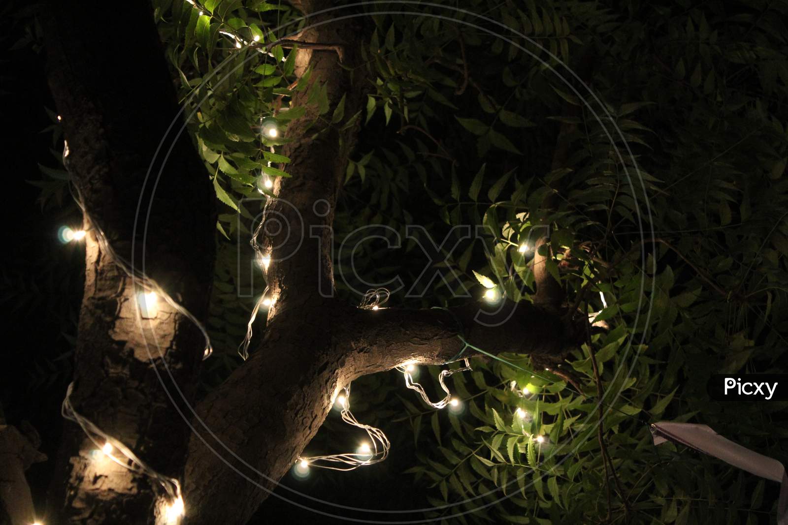 Climbing the tree of light.🏮
