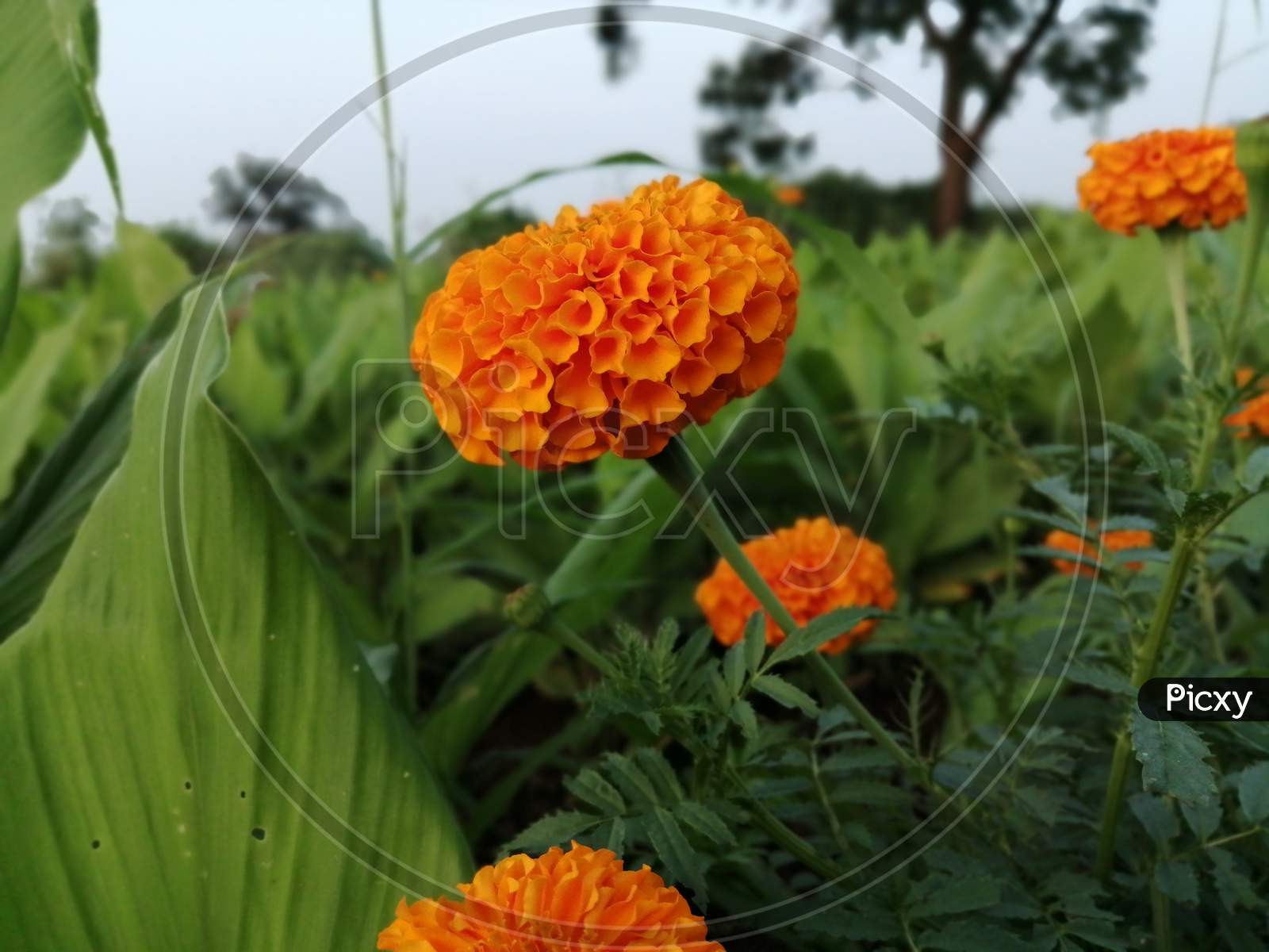 Marigold Flower 🌸