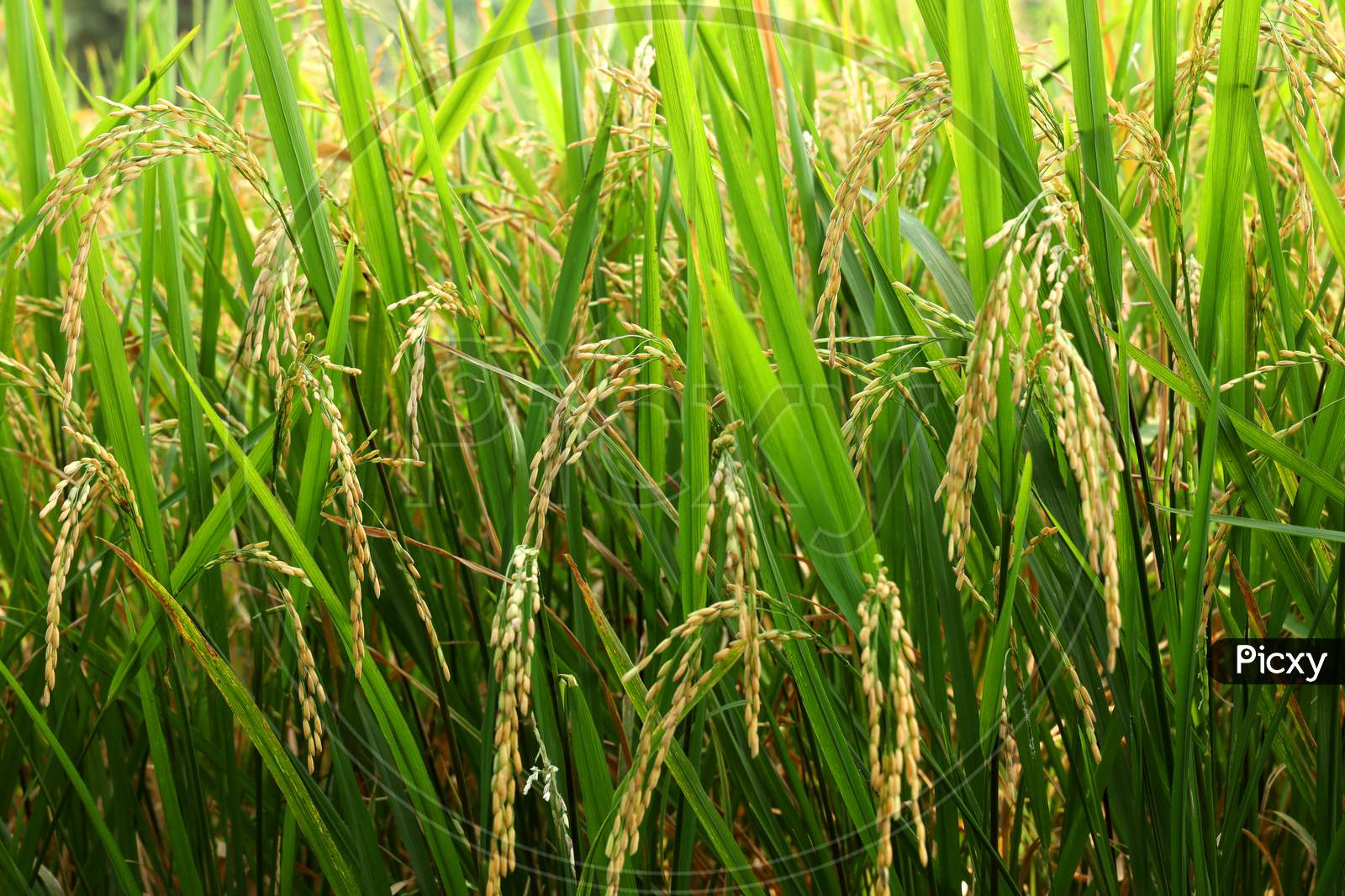The rice whole grain from the farm field