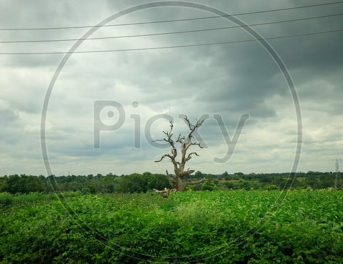 Tree without leaves in a farm land