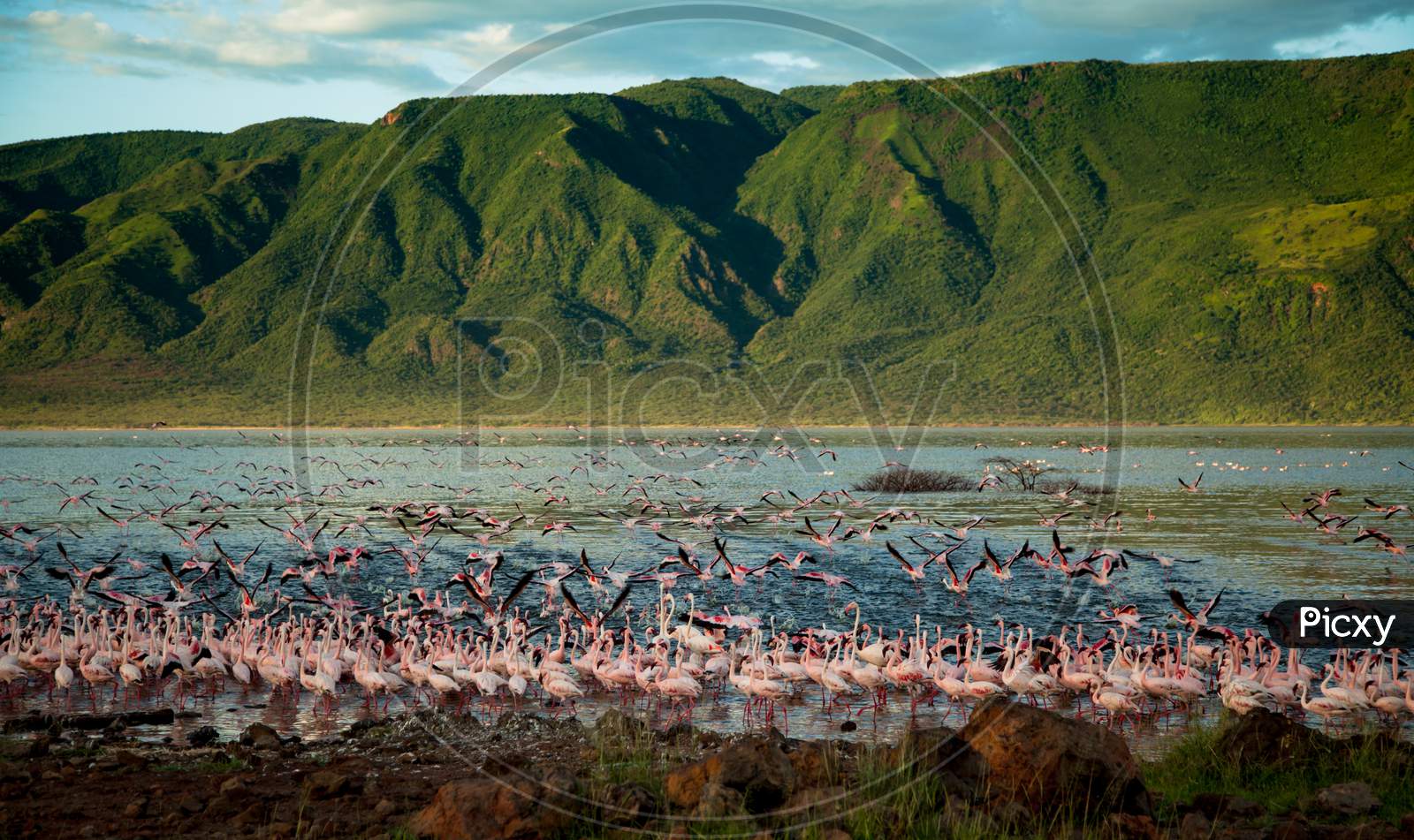 Flamingos At A Bagoria Lake At Kenya.