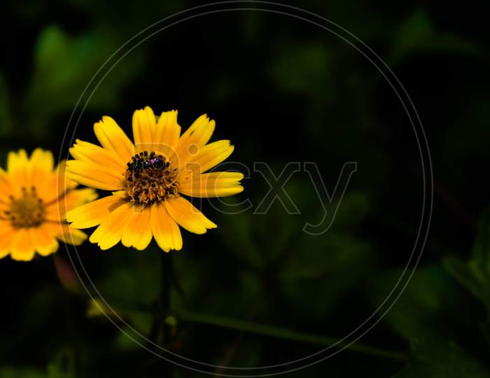 Singapore Daisy Flower In Focus With Green Leaves All Around It. Yellow Flowers