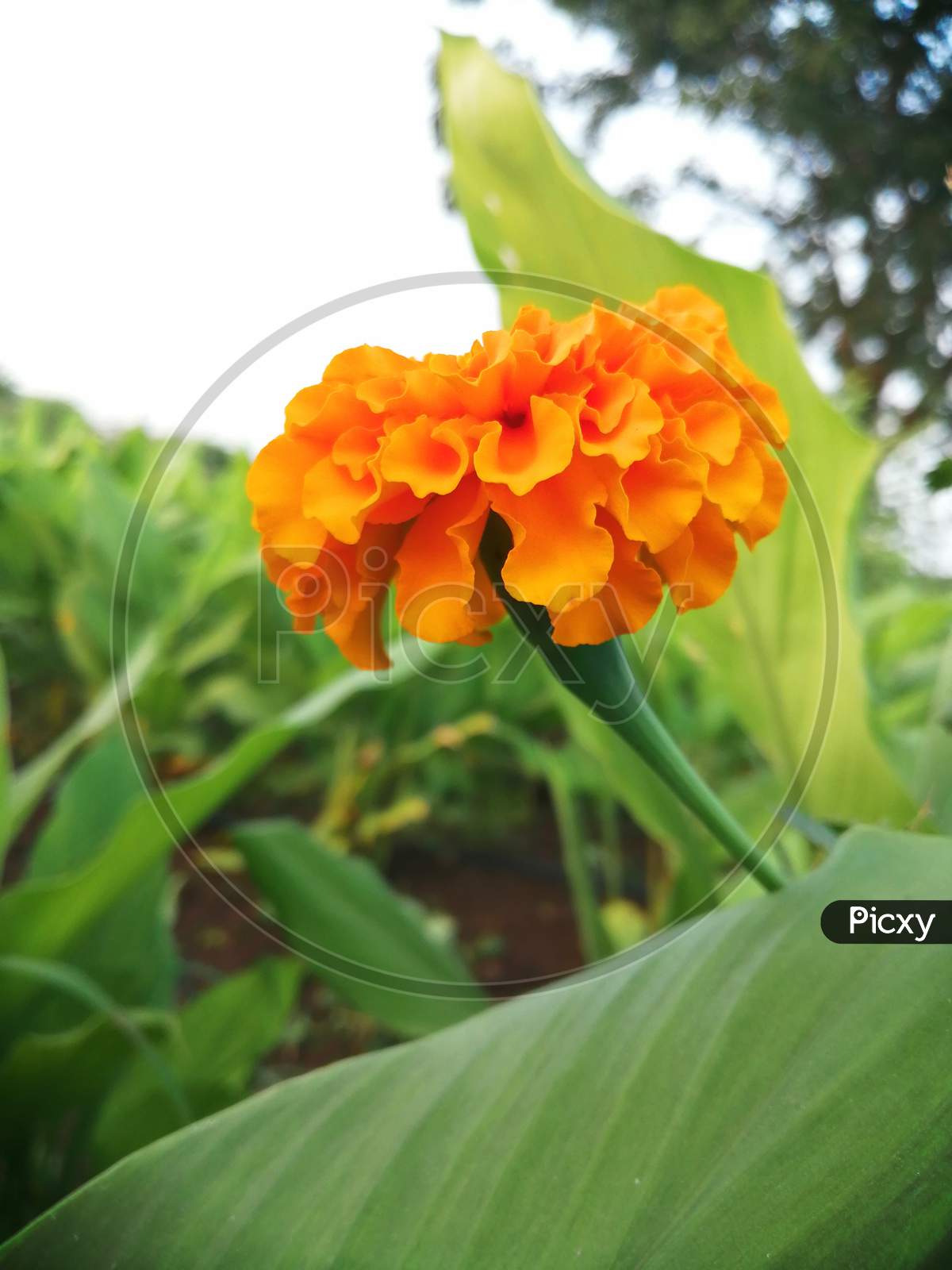 Sweet Marigold Flower