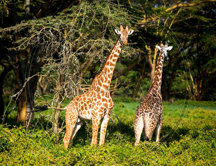 Giraffe Spotted In The Safari At Masai Mara, Kenya