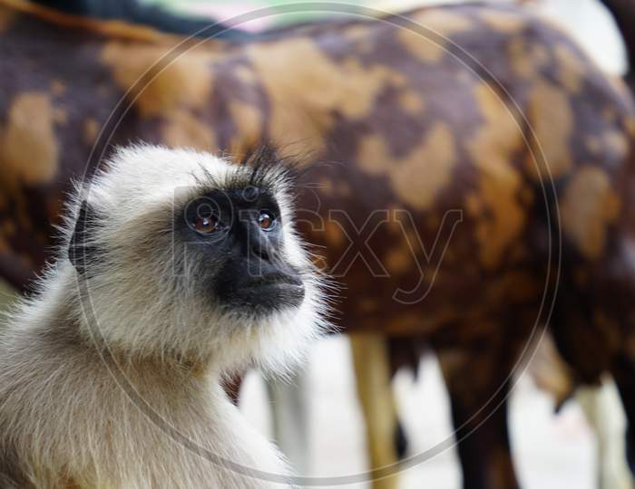 Indian black monkey portrait with green nature view