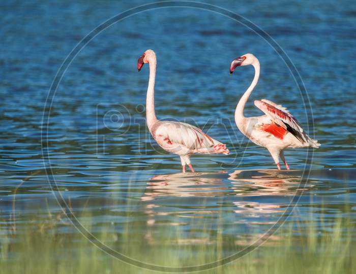 Two Flamingos In A Lake